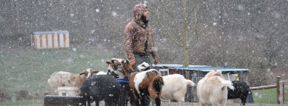 Goats in the Snow