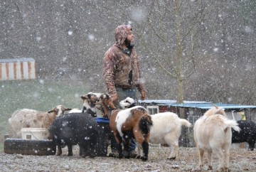 Goats in the Snow