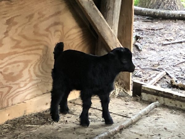 Goldie Black's Wether