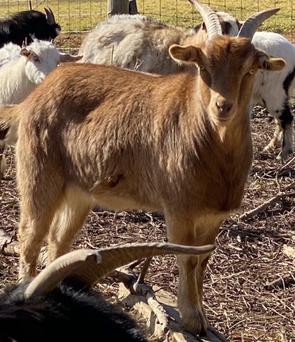 Sarah Crowder's 2020 Wether