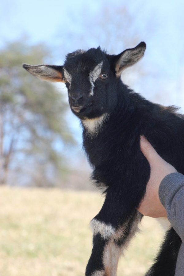 Amelia's Doeling