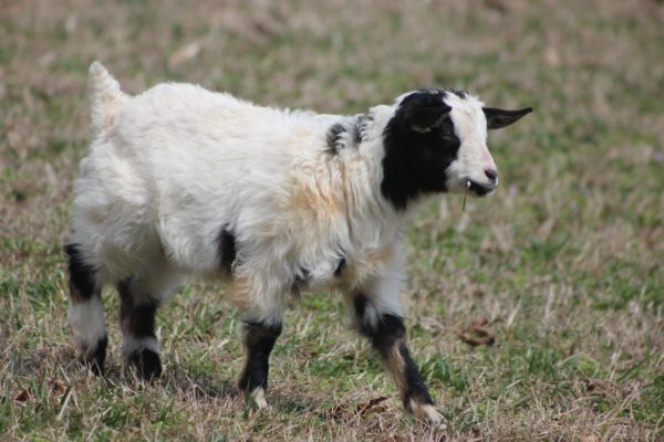 Crystal's Doeling