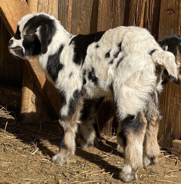 Edna's Daughter Buckling