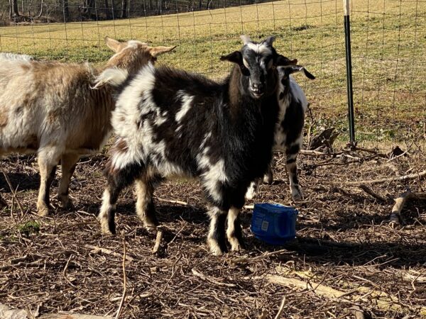 Mini Jack 2020 Wether #1
