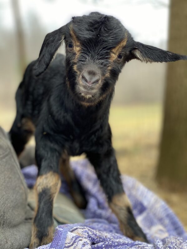 Goldie Black's Doeling *2021*