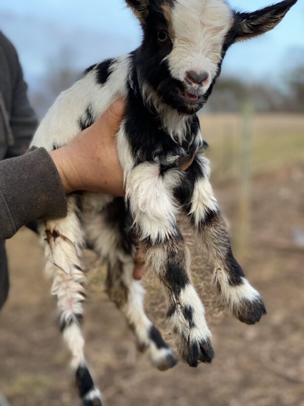 Crimson's Doeling #2