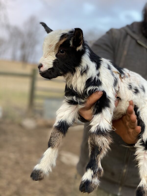 Crimson's Doeling #2 - Image 2