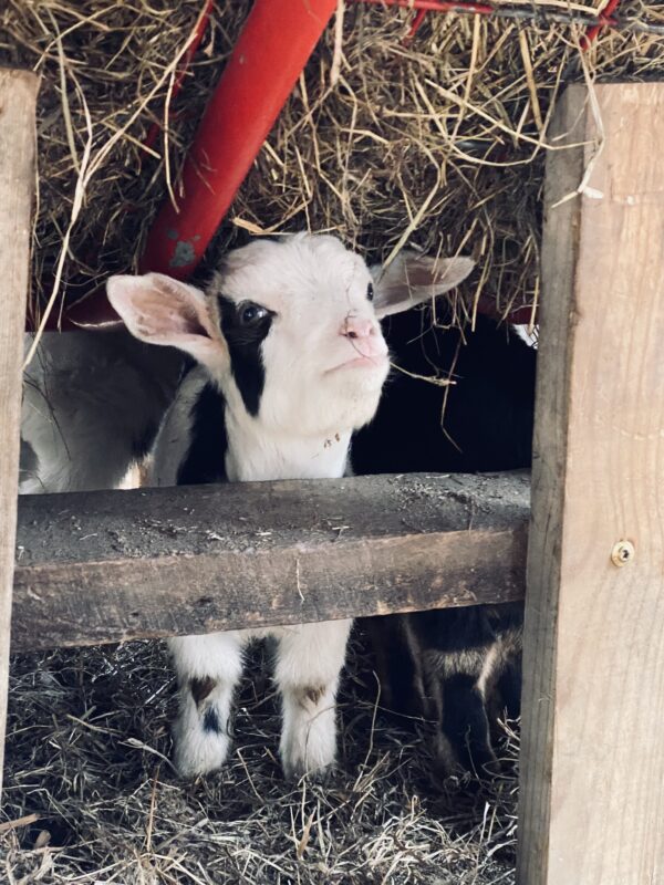 Amelia's Doeling #1