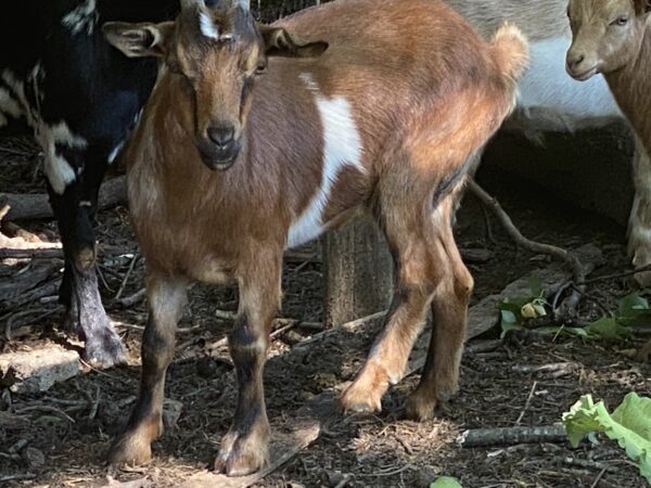 Listeria's 2021 Doe
