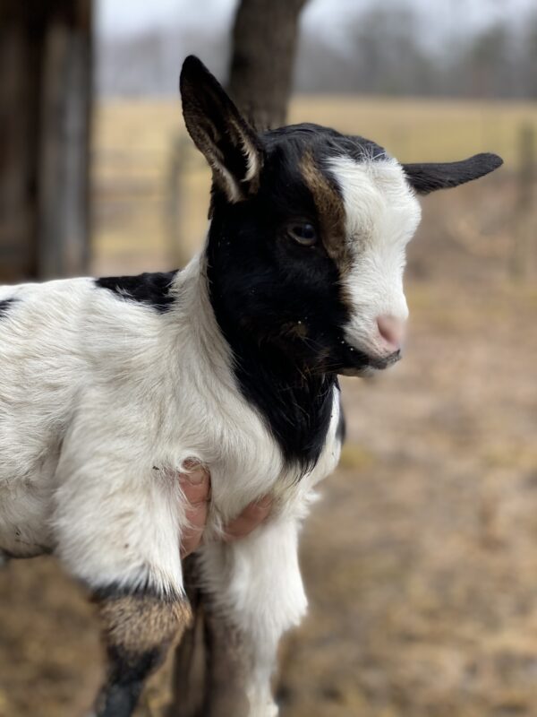 Mysterious's Doeling *2021*