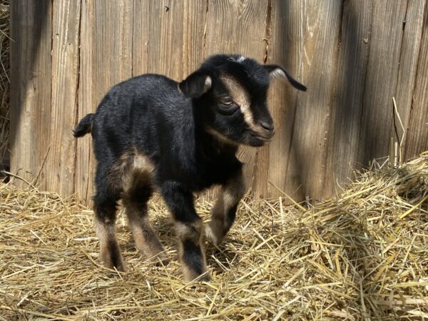 Skelly's Doeling