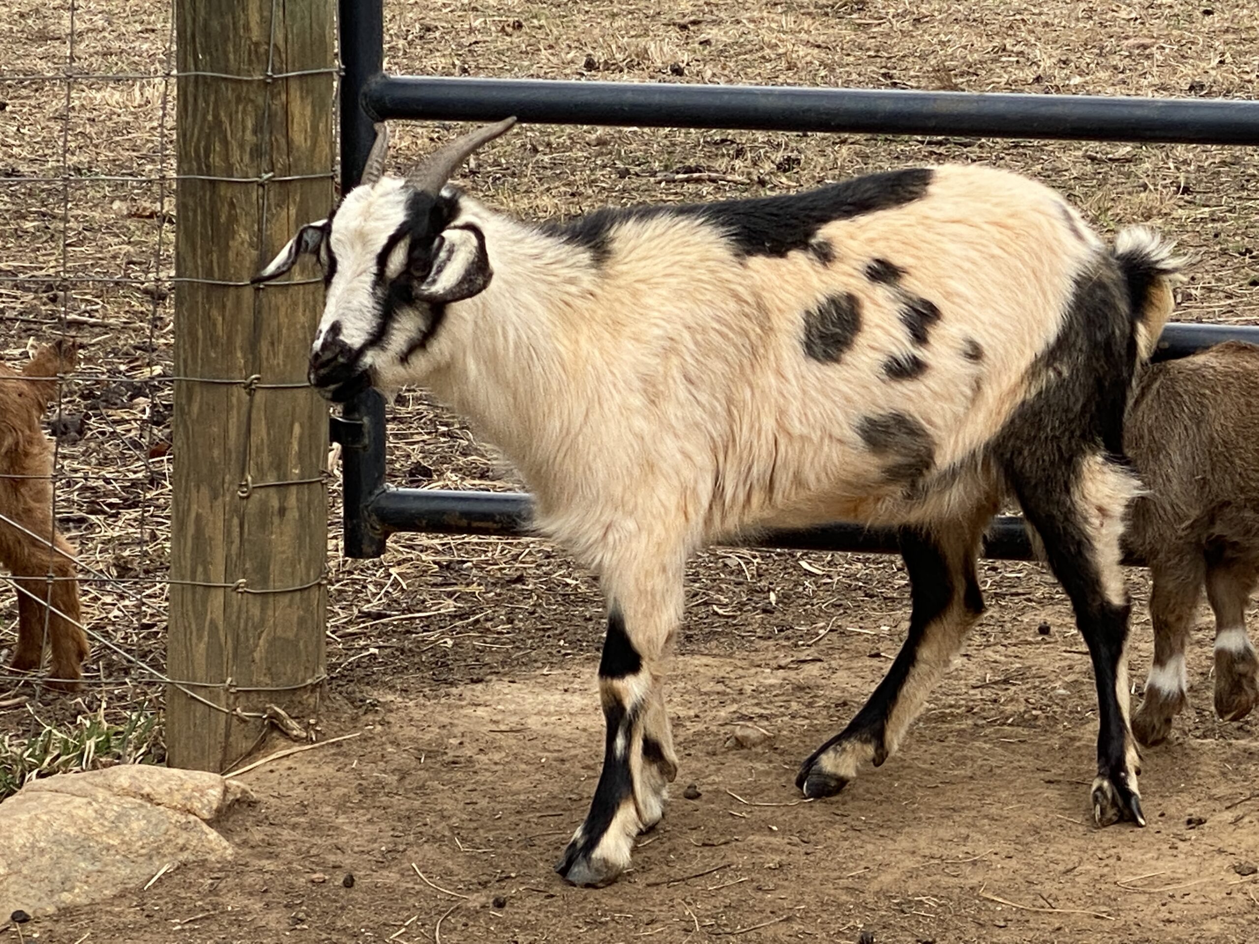 2021 Doeling *Special Needs* – Seven Freedoms Farm