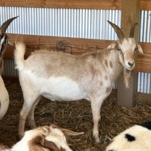 Jennie Luce's Wether - 110lbs