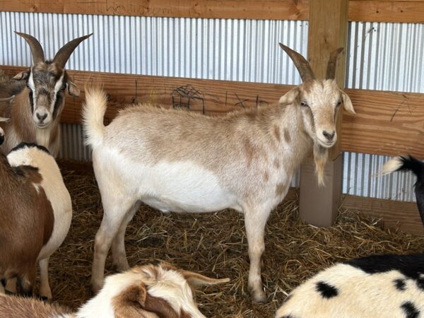 Jennie Luce's Wether - 110lbs