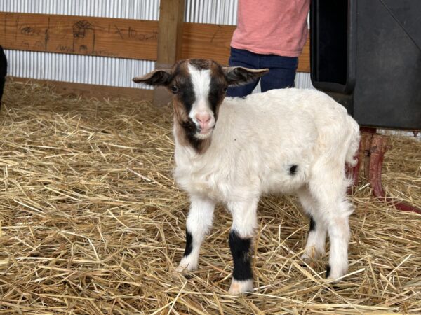 *2025 L2 "Peanut Butter" Buckling *POLLED*