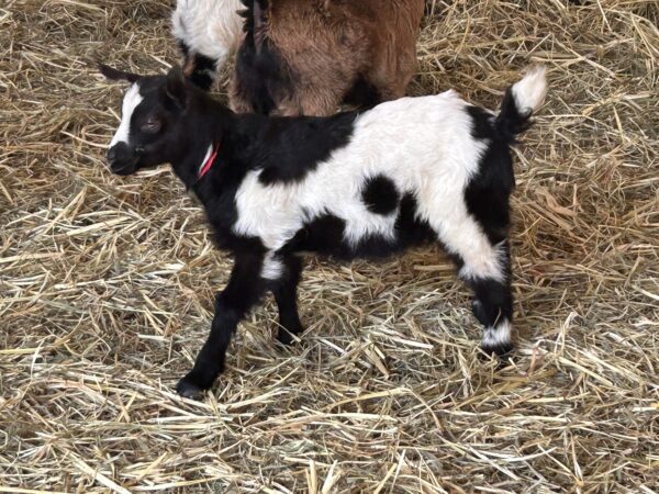 *2025 S2 "Ruby" Doeling
