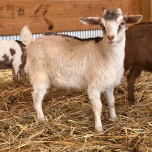 *2025 J1 "Snowflake" Doeling