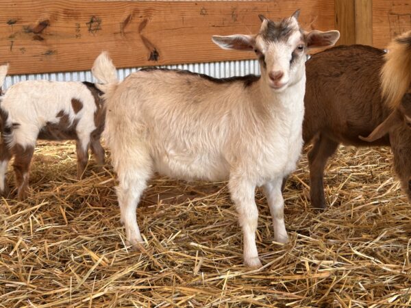 *2025 J1 "Snowflake" Doeling