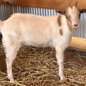 *2025 C2 "Cinnamon" Wether