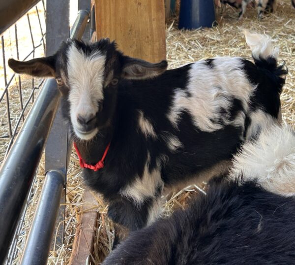 *2025 DD2 "Ferdinand" Wether