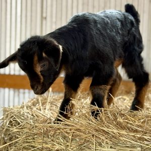 *2026 O1 "Jessie" Doeling