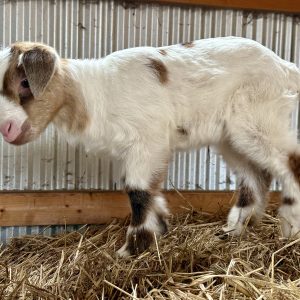 *2026 X1 "Apple" Doeling