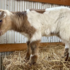 *2026 X2 "Pear" Doeling