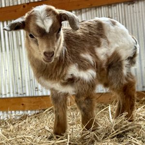 *2026 N1 "Cotton Candy" Doeling