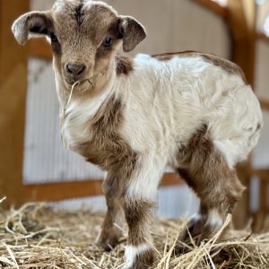 *2026 N2 "Bubble Gum" Doeling