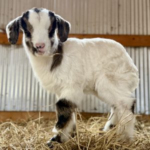 *2026 LL2 "Jade" Doeling