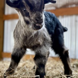 *2026 LL1 "Edward" Buckling