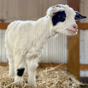 *2026 U1 "Jelly" Doeling