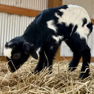 *2026 U2 "Peanut Butter" Buckling