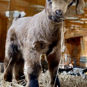 *2026 R2 "Cookie" Buckling