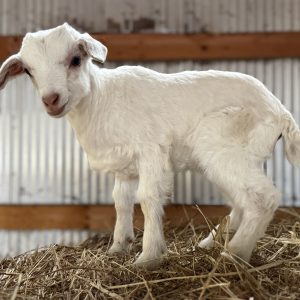 *2026 I1 "Bunny" Buckling