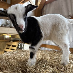 *2026 B1 "Flicker" Buckling