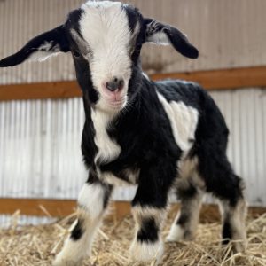 *2026 S1 "Morris" Buckling