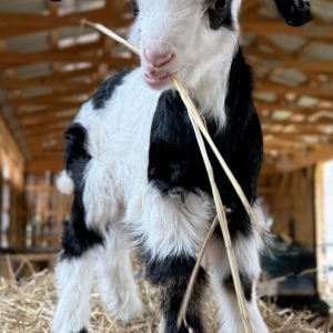 *2026 S2 "Clover" Buckling