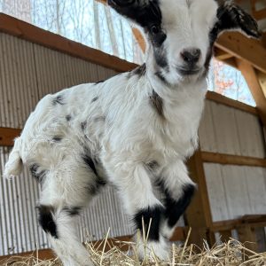 *2026 L1 "Silver" Doeling