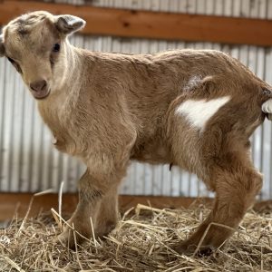 *2026 P1 "Roo" Buckling