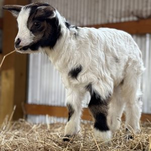 *2026 J1 "Esther" Doeling