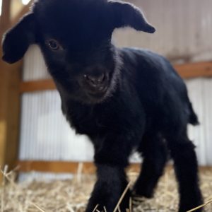 *2026 AA1 "Ellie" Doeling