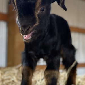 *2026 AA2 "Ella" Doeling