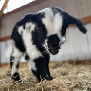 *2026 AA3 "Eleanor" Doeling