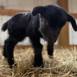 *2026 BB1 "Rose" Doeling