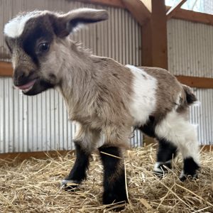 *2026 BB2 "Daffodil" Doeling