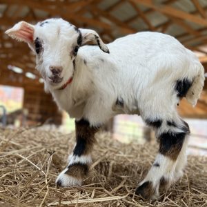 *2026 E1 "Fly" Buckling *BOTTLE BABY*