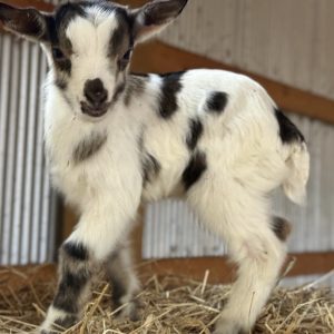 *2026 Q1 "Cloud" Buckling *BOTTLE BABY*