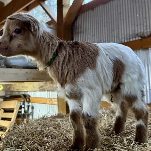 *2026 D2 "Coffee" Buckling *BOTTLE BABY*