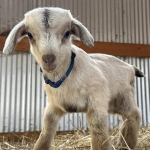 *2026 KK2 "Blue" Buckling *BOTTLE BABY*